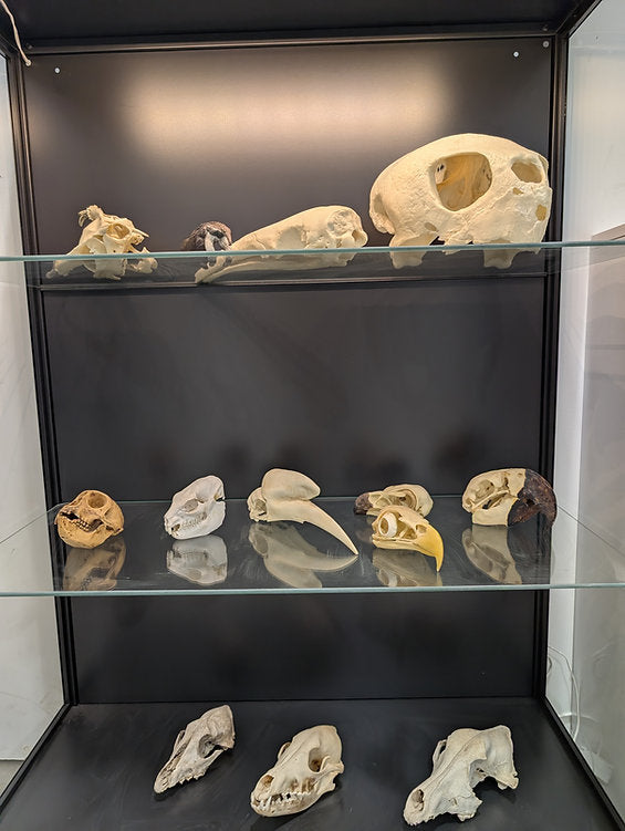 Virtual Tour: The Laws of Kosher Creatures