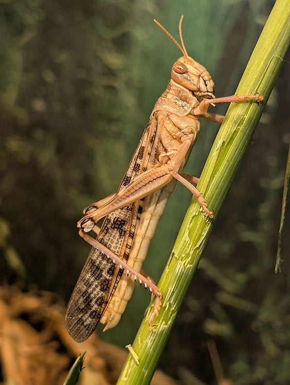 Virtual Tour: The Laws of Kosher Creatures