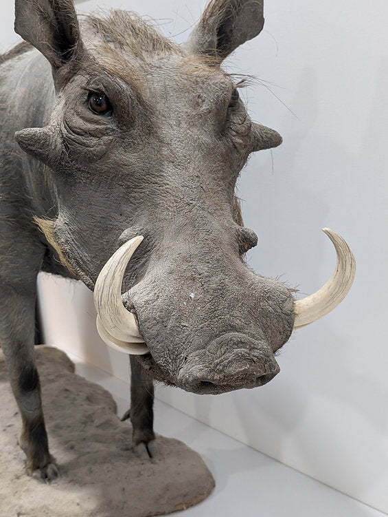 Virtual Tour: The Laws of Kosher Creatures