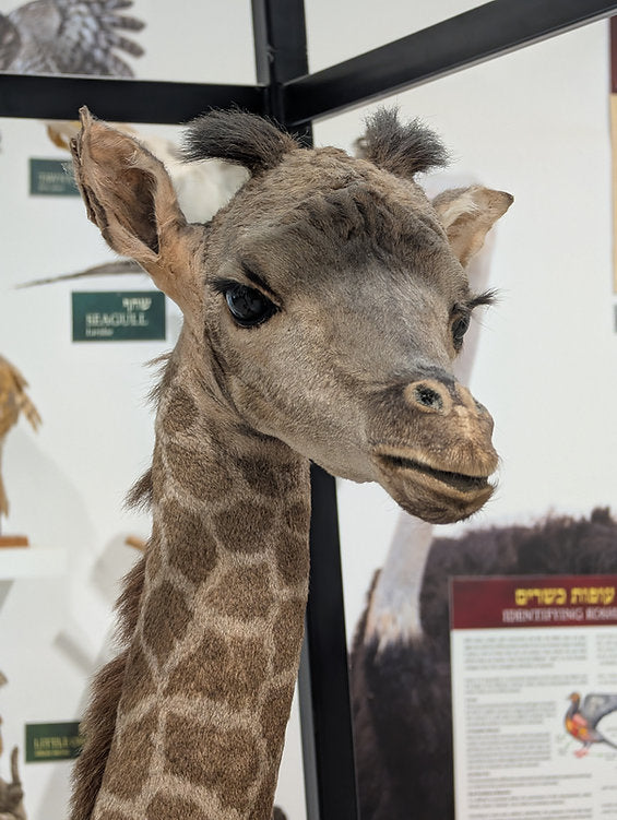 Virtual Tour: The Laws of Kosher Creatures