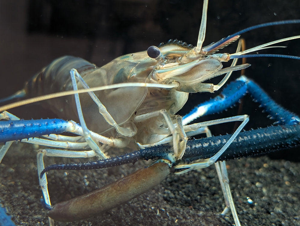 Virtual Tour: The Laws of Kosher Creatures