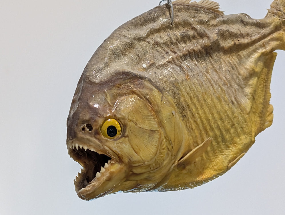 Virtual Tour: The Laws of Kosher Creatures